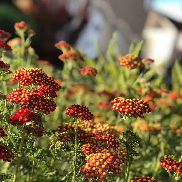 Meet the Posher Other - Meet your Posher, Mckenzie